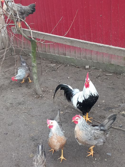 Oua incubat italiana argintie