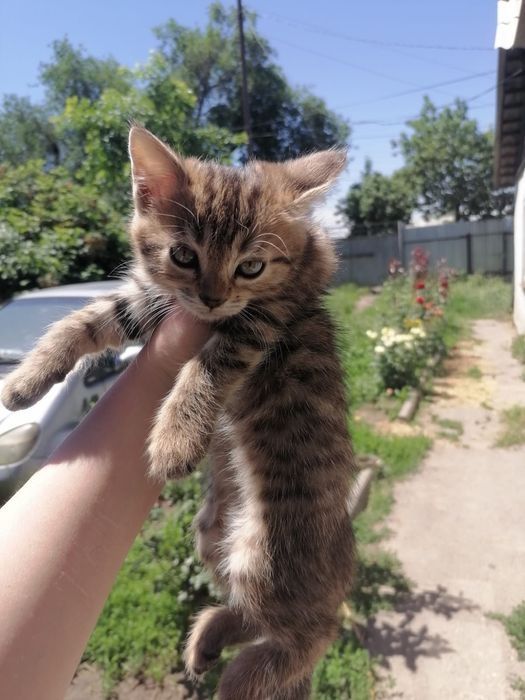 Отдам котят в очень хорошие руки
