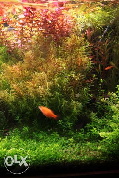 Поддръжка на аквариуми