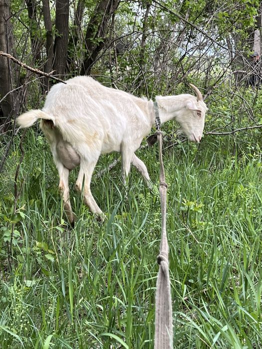 Продам козы домашняя