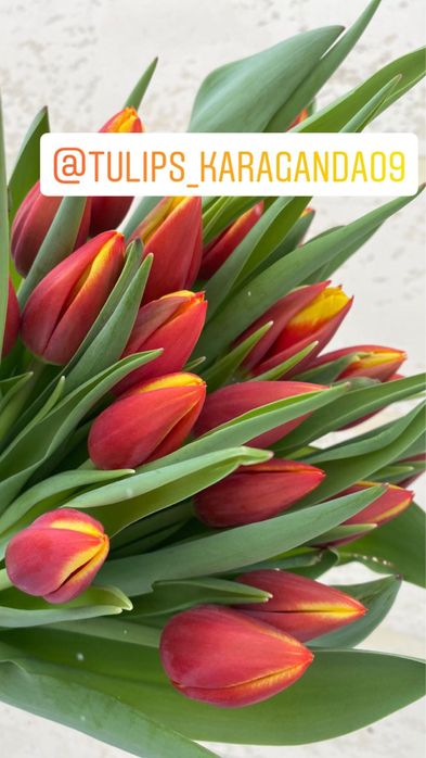 Тюльпаны крупные оптом
