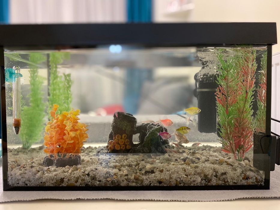 Vand acvariu de pesti