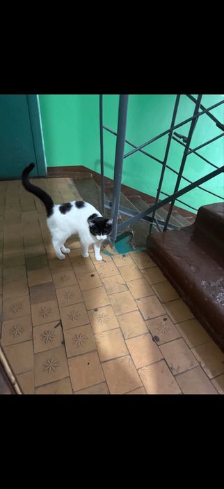 Отдам котенка/кошка