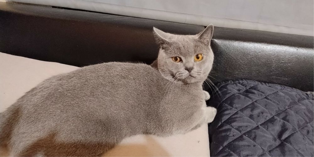 Подарявам котенца