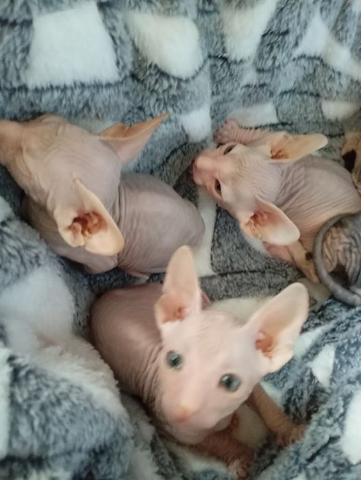 Продажа котят сфинкса