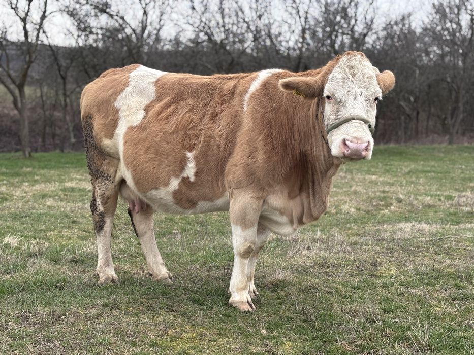 Vaci baltata romaneasca de vanzare !