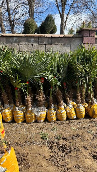 Саженцы көшет барлық түрлері бар