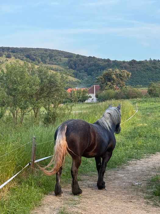 Iapa sura de vânzare