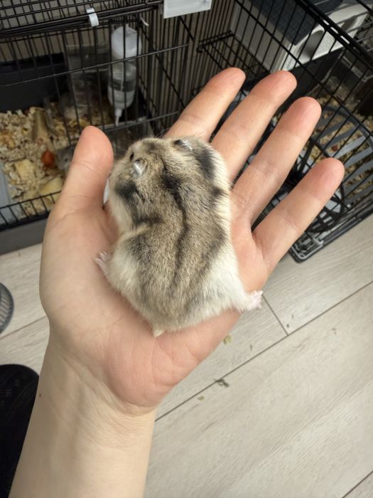 продам хомячков джунгарики