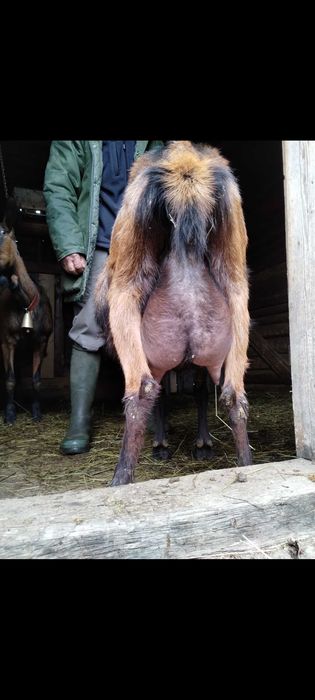 Ied/tapisor alpin francez din capră bună de lapte.