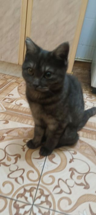 Кошечка  месяцев семь