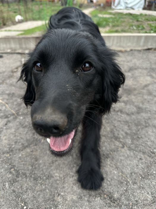 Отдам щенка в добрые руки