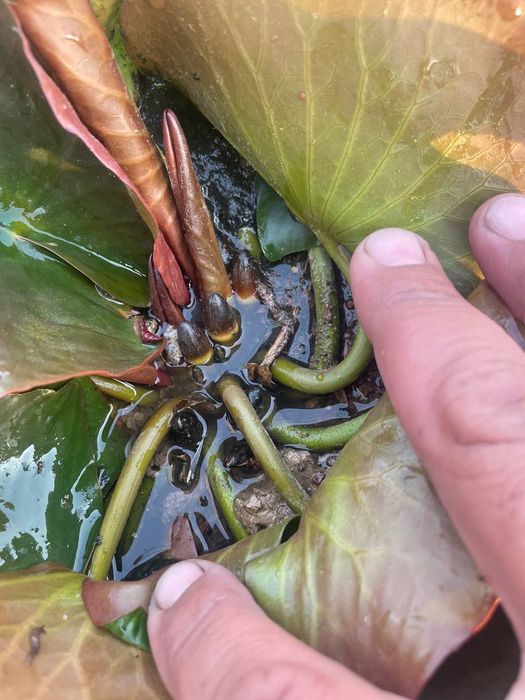 Водяной кувшинки  Лилия Liliya, Nilufar guli