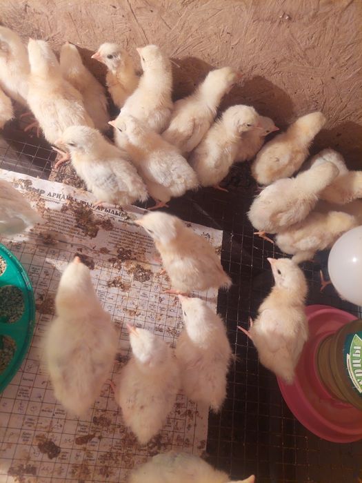 1 апталық балапандар Адлер