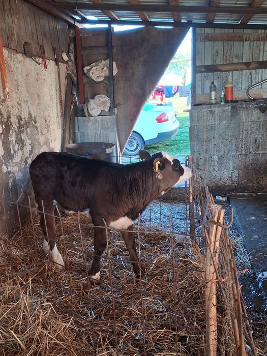 De vânzare trei masculi