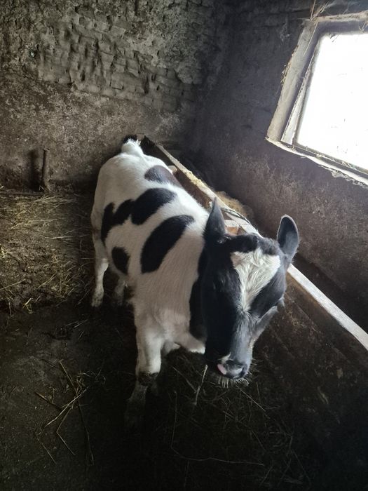 Pentru vanzare 2 taurasi!