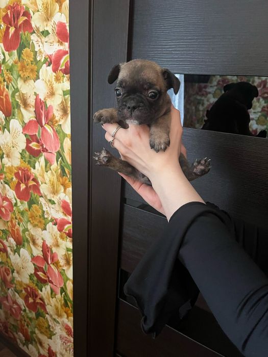 Щенки французики