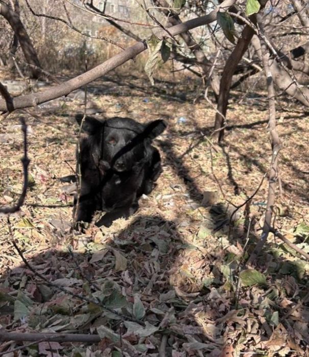 Отдам собак. Бесплатно.