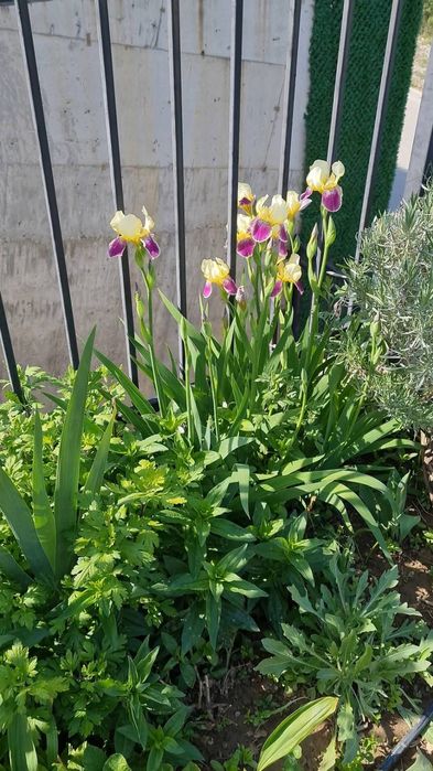 Кокичета в саксия-0.50€/бр кокиче, ириси-1.70€