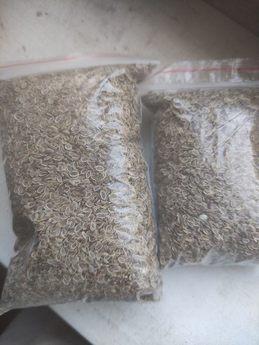 УКРОП дәні .семена сатылады