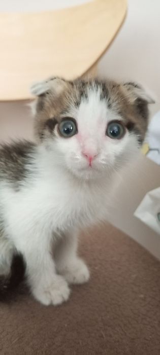 Котёнок вислоухий