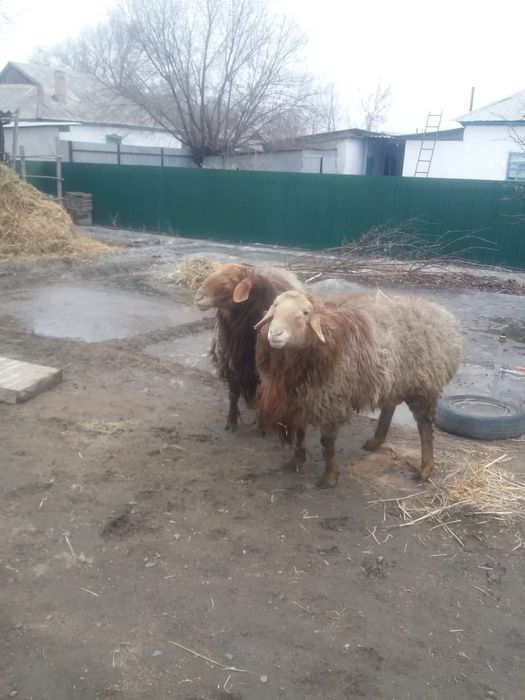 Продам баранов на откорме