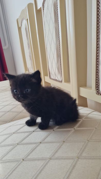 Продам котенка в хорошие руки