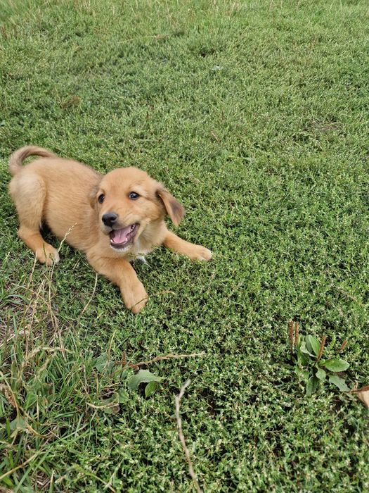 SPRE ADOPȚIE – Cățeluș de talie mică