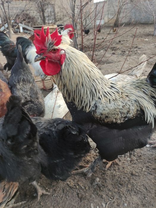 Петухи Курицы Оптам
