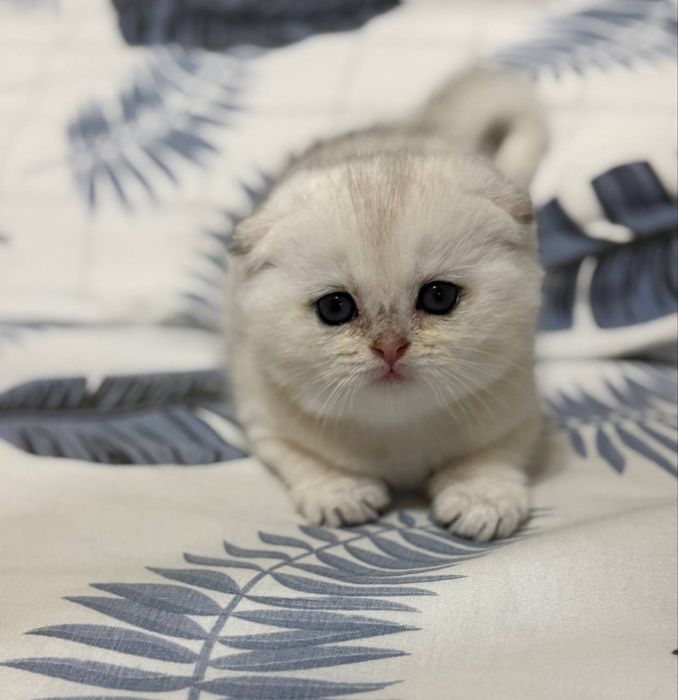 Продаётся котёнок серебряная шиншила