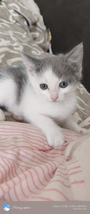 Котенок мальчик возраст