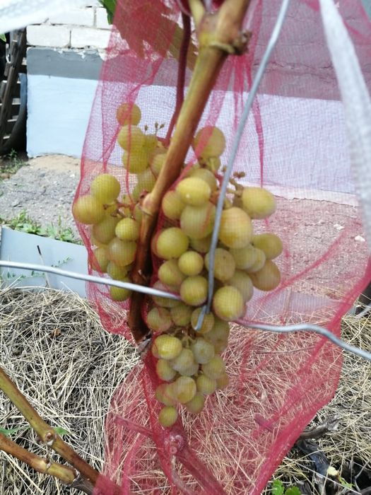 Продам дачу СК "Спартак"