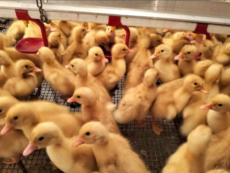 Rate de vanzare angro