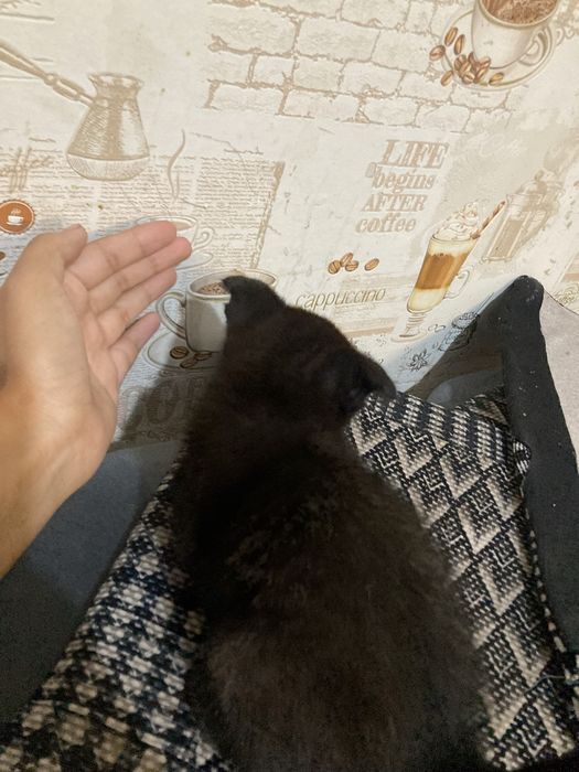 Вислоухие котята
