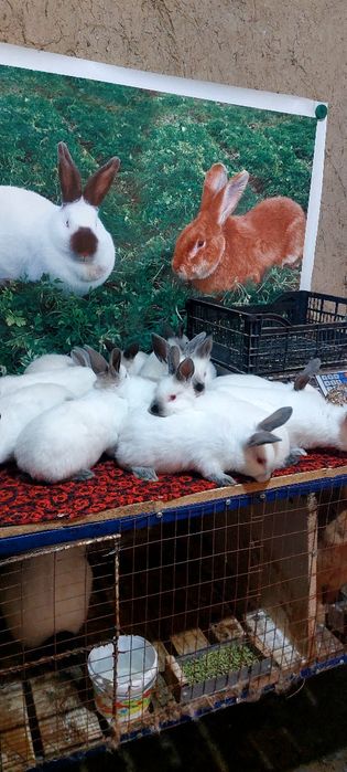 Коян Кролики Калифорния