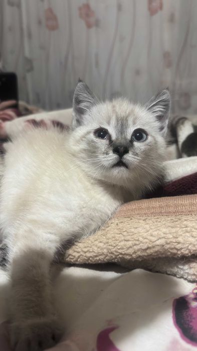 Отдам котенка в добрые руки!