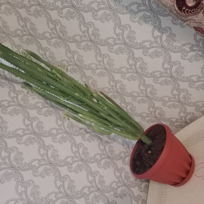 Декларативный кактус