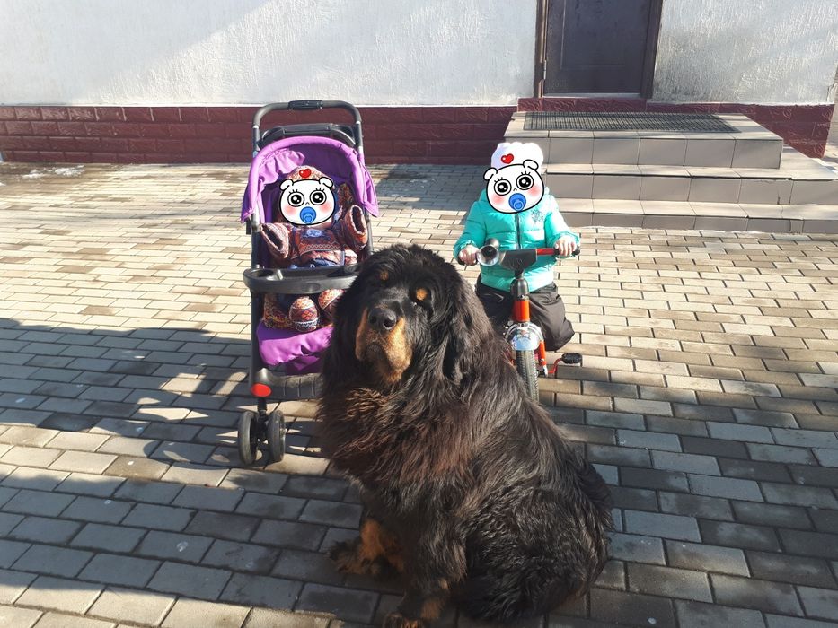 Тибетский Мастиф на вязку