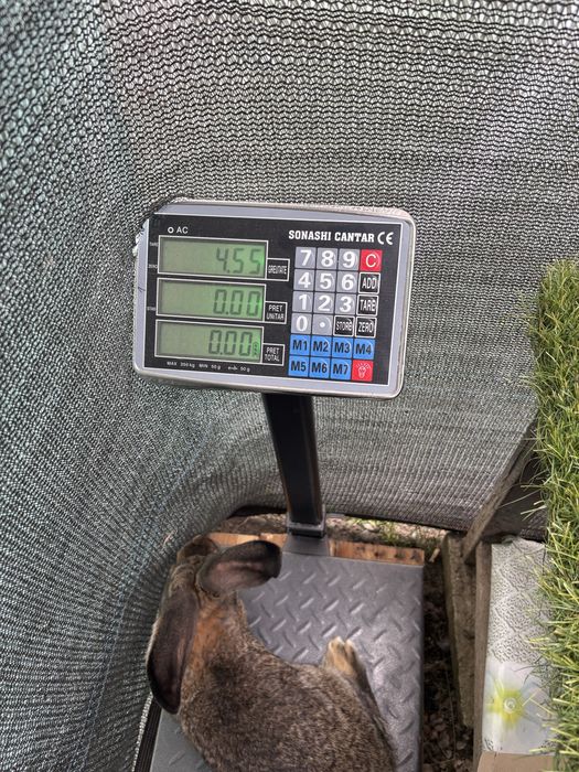 Mascul tanar Urias German gri