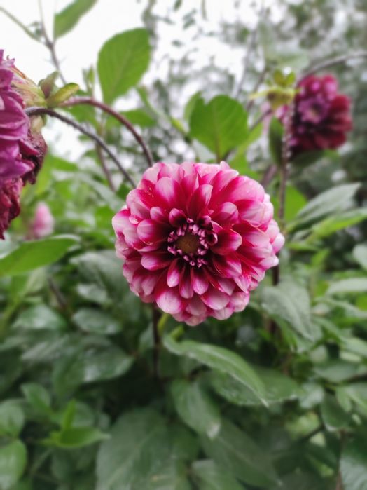 Дача  "Рассвет" ( " Тимерязево" ) 2 линия