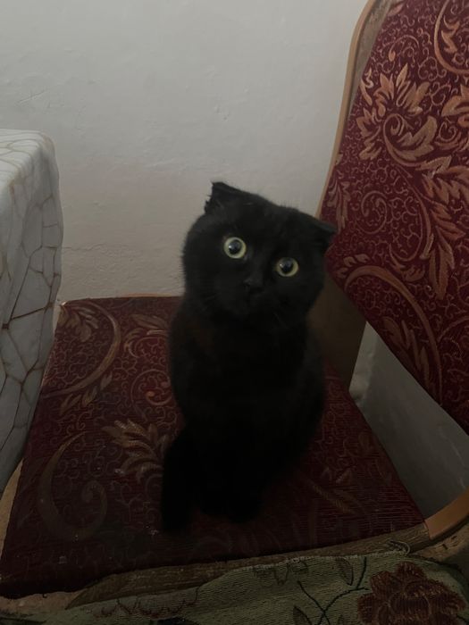 кошка прадам 15000