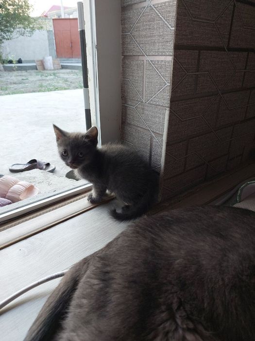 Mushikchalarimiz latokgga õrgangan