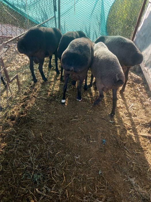 Кучкорлар сотилади