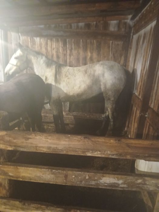 Продам кобылу 750тыс