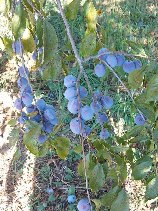 Prune tuica anaspet și pere gutui