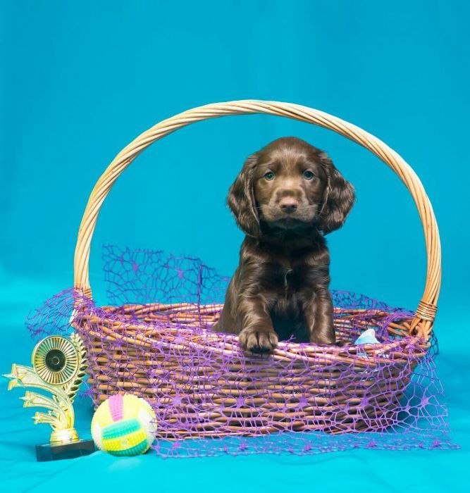 Шоколадные спаниельки