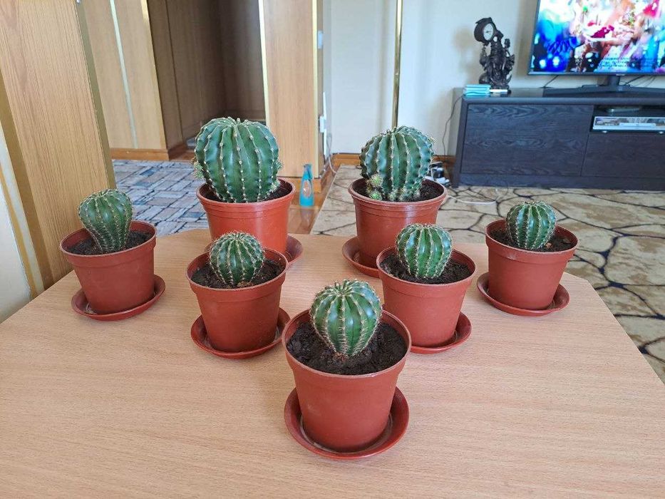 Продаю  Кактусы оптом