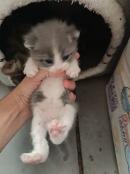 Котята, в добрые руки!