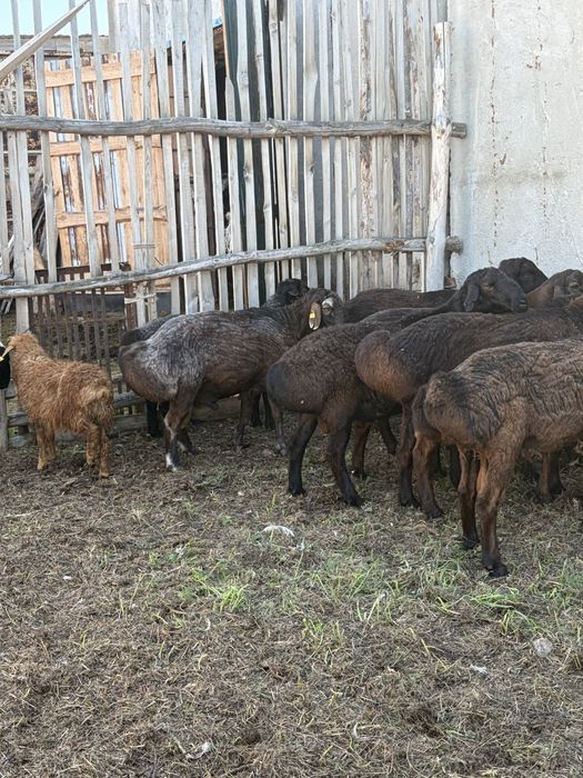 Продам гиссарских баранов производителей