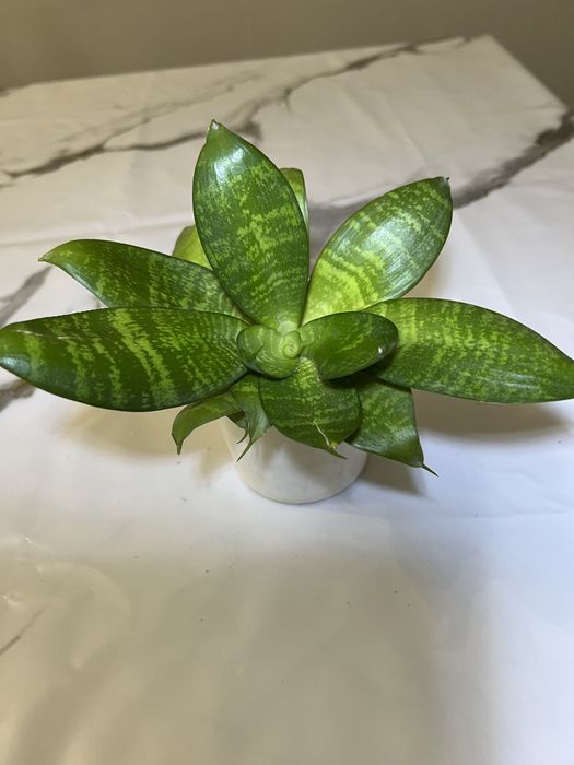 Сансеверия  цветы комнатные